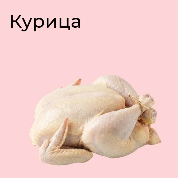 Курица